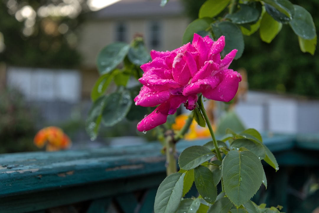 <a href="https://oldehermitage.neighborhood.online/hoa/documents">Document Library</a> 24f6e97b-5dc3-44d7-980d-e53489b66fcd.jpg